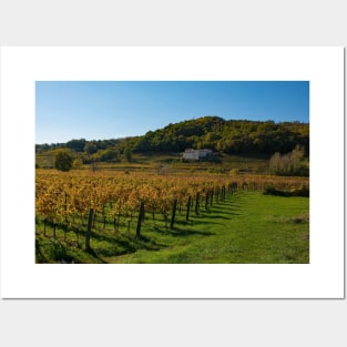 Autumn Grape Vines in North East Italy Posters and Art